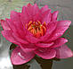 Нимфея "Джэймс Бридон" - Nymphaea "James Brydon", фото 5
