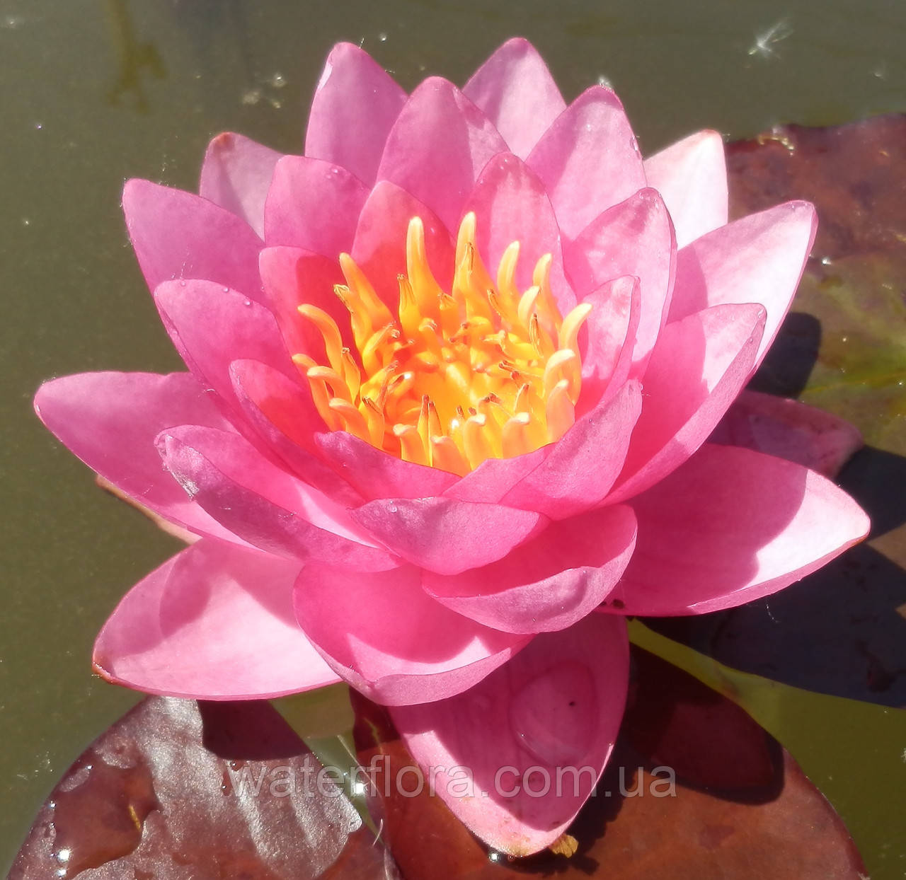 Нимфея "Джэймс Бридон" - Nymphaea "James Brydon" - фото 5 - id-p231368659