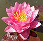 Нимфея "Джэймс Бридон" - Nymphaea "James Brydon", фото 6
