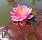 Нимфея "Джэймс Бридон" - Nymphaea "James Brydon", фото 7
