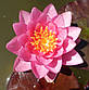 Нимфея "Джэймс Бридон" - Nymphaea "James Brydon", фото 8