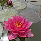 Нимфея "Джэймс Бридон" - Nymphaea "James Brydon", фото 3