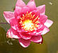 Нимфея "Джэймс Бридон" - Nymphaea "James Brydon", фото 9