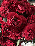 Саджанці троянди "Адмірал", фото 2