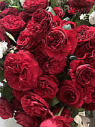 Саджанці троянди "Адмірал", фото 3