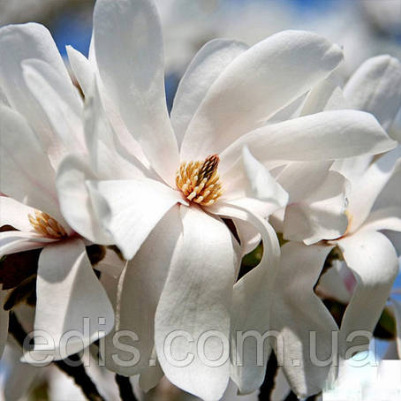 Magnolia loebneri Merrill у контейнері 1 л вік 3 р., фото 2