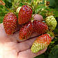 Розсада полуниці Мускатна (FRAGARIA MOSCHATA) - середня, урожайна, транспортабельна, фото 5