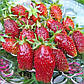 Розсада полуниці Мускатна (FRAGARIA MOSCHATA) - середня, урожайна, транспортабельна, фото 4