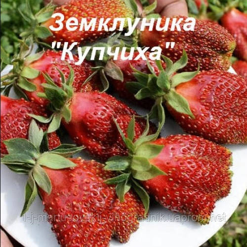 Полуниця Купчиха в стаканчиках. Гібрид з суницею. Середнього терміну дозрівання. В наявності. Вже відправляємо