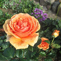 Роза чайно- гибридная Ашрам