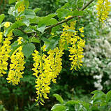Бобівник Золотий дощ дорослі саджанці в контейнерах Laburnum, фото 4