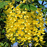 Бобівник Золотий дощ дорослі саджанці в контейнерах Laburnum, фото 3