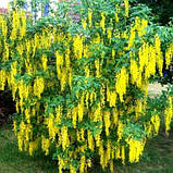 Бобівник Золотий дощ дорослі саджанці в контейнерах Laburnum, фото 5
