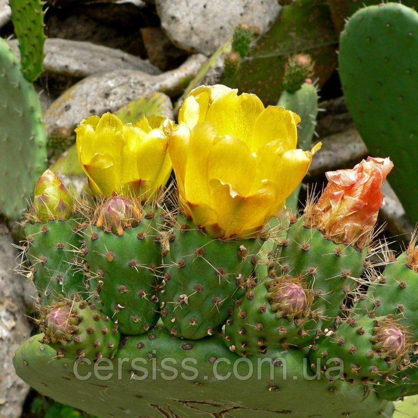 Опунція садова жовта, Opuntia