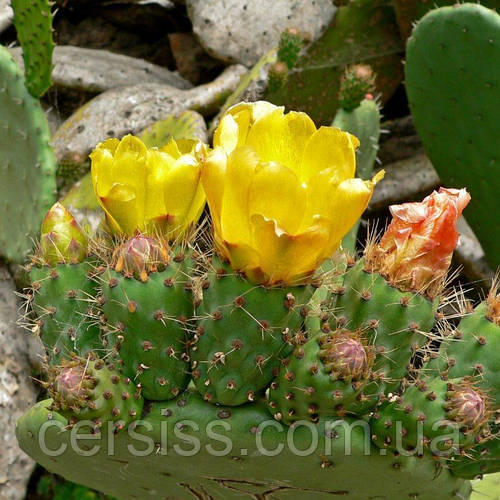 Опунция садовая желтая, Opuntia (ID#1461289299), цена: 89 ₴, купить на ...