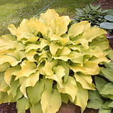 Хоста жовта сан пауер Hosta Sun power, фото 3
