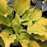 Хоста жовта сан пауер Hosta Sun power, фото 4
