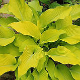 Хоста жовта сан пауер Hosta Sun power, фото 5