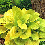 Хоста Зоунд жовта саджанці в контейнерах Hosta Zounds, фото 2