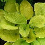 Хоста Зоунд жовта саджанці в контейнерах Hosta Zounds, фото 3