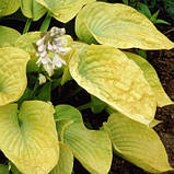 Хоста Зоунд жовта саджанці в контейнерах Hosta Zounds, фото 4