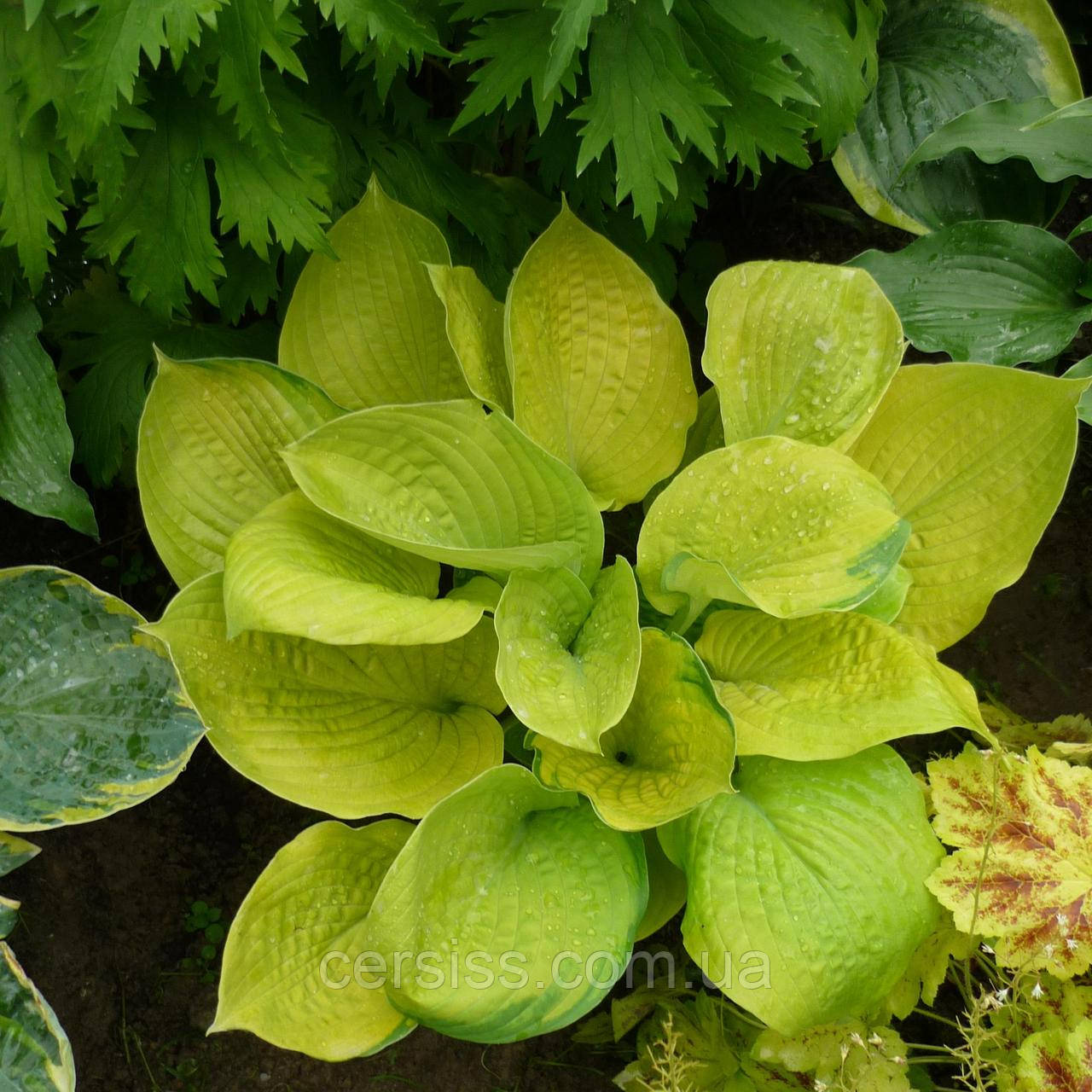 Хоста Зоунд жовта саджанці в контейнерах Hosta Zounds, фото 1