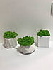 Кашпо зі стабілізованим мохом 10 см/кашпо з мохом/Декор із моху/Декор для дому та офісу.Живий мох ягель, фото 6