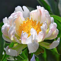Півонія Green Lotus (Грін Лотус) оптом