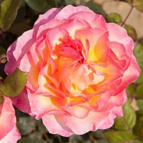 Троянда чайно-гібридна Горджес (Gorgeous), фото 2