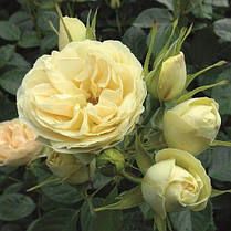 Троянда флорибунда Лемон Ваза (Lemon Vaza), фото 2