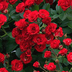 Саджанці троянд Scarlet Meillandecor (Скарлет Мейяндекор)