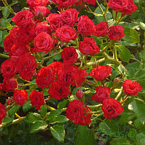Саджанці троянд Scarlet Meillandecor (Скарлет Мейяндекор), фото 3