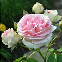 Роза плетистая сорт Иден Роуз (Eden Rose)