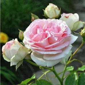 Троянда плетиста сорт Іден Роуз (Eden Rose), фото 2
