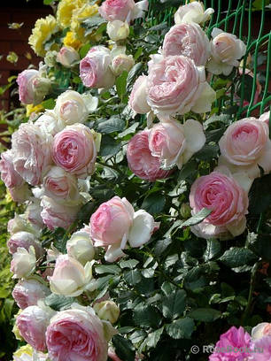 Троянда плетиста сорт Іден Роуз (Eden Rose), фото 2
