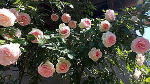 Троянда плетиста сорт Іден Роуз (Eden Rose), фото 3