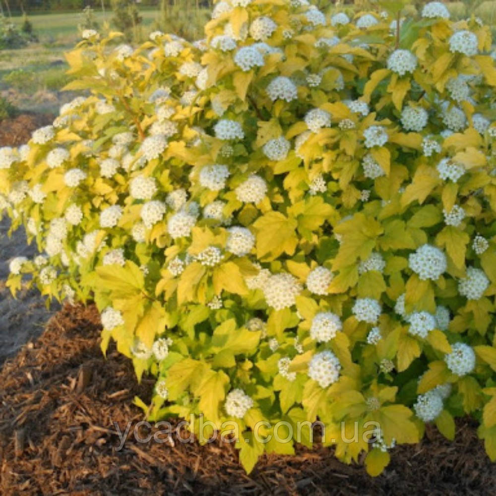 Пухиреплідник Дартс Голд (контейнер 0,5л), фото 1