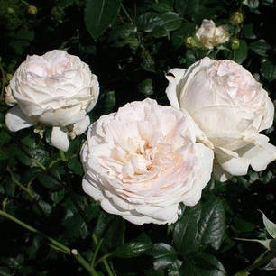 Троянда флорибунда Шнеєвітхен (Schneewittchen), фото 2