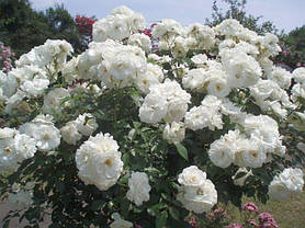 Троянда флорибунда Шнеєвітхен (Schneewittchen), фото 2