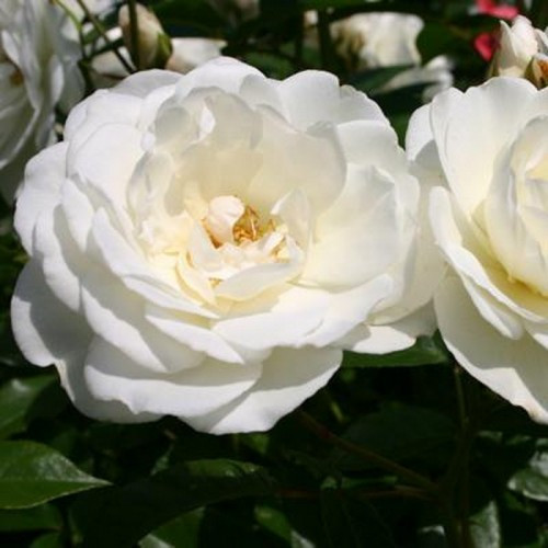 Троянда флорибунда Шнеєвітхен (Schneewittchen)