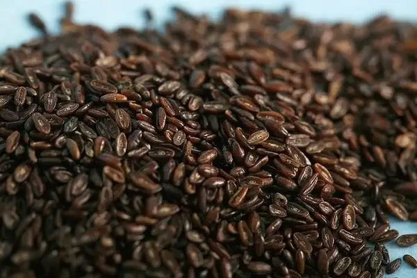 Подорожник блошиний насіння, насіння подорожника (Plantago afra), 5 кг -TR, фото 2