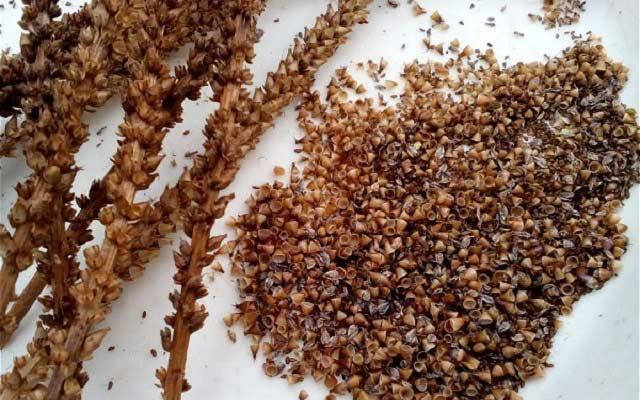 Подорожник блошиний насіння, насіння подорожника (Plantago afra), 5 кг -TR, фото 3