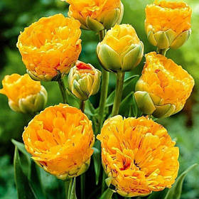 Цибулини тюльпанів багатоквітковий махровий Double Beauty of Apeldoorn жовто-червоний 10/11