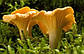 Лисичка справжня гриб сушений, 1 кг, фото 4