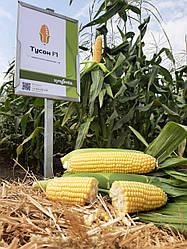 Тусон F1 - цукрова кукурудза, Syngenta. 100 тис.насінин