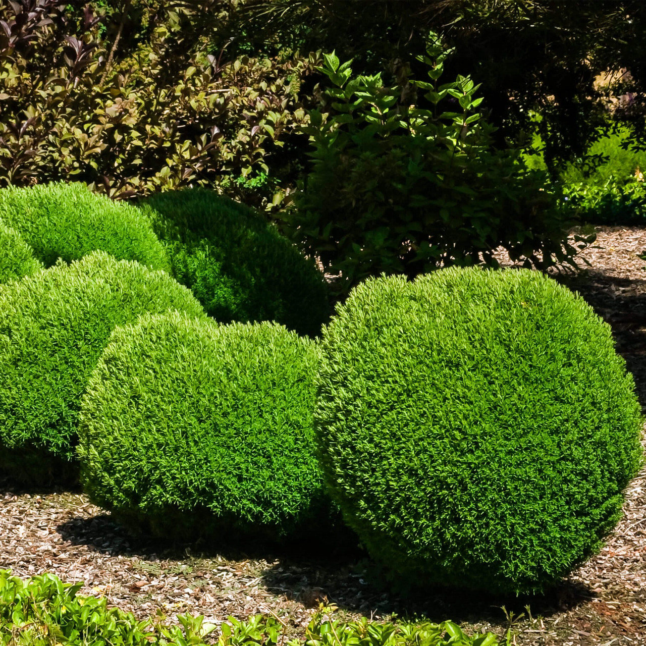 Туя західна Тедді (TEDDY), ЗКС в горщиках 1.5 л