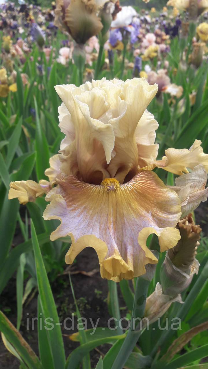 Ірис Bush Honey (Blyth 2015) (сажінки), фото 1