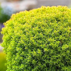 Туя західна Аніек (Anniek), ЗКС в горщиках 1.5 л