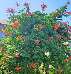 Кампсис (Текома) Фламенко, ЗКС в горщиках 0.8 л