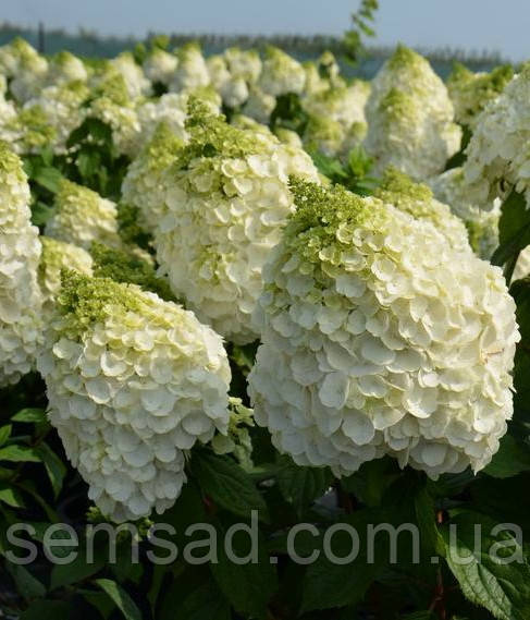 Гортензія волотиста Меджикал Монт бланк \ Hydrangea Magical Mont Blanc  (саджанці 3 роки С5л )